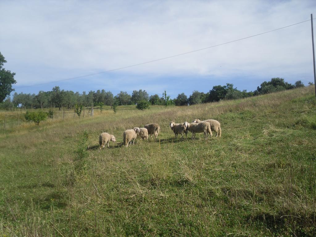 Agriturismo Fattoria Poggio Boalaio Orvieto Dış mekan fotoğraf