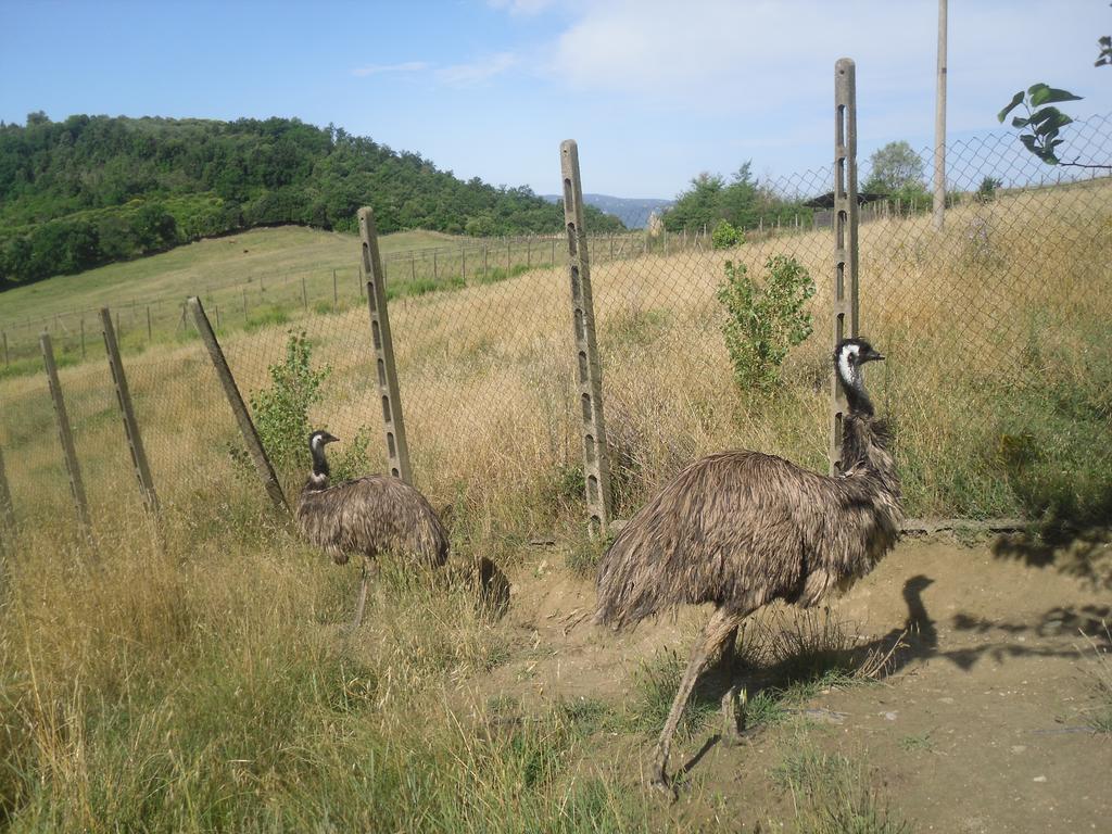 Agriturismo Fattoria Poggio Boalaio Orvieto Dış mekan fotoğraf
