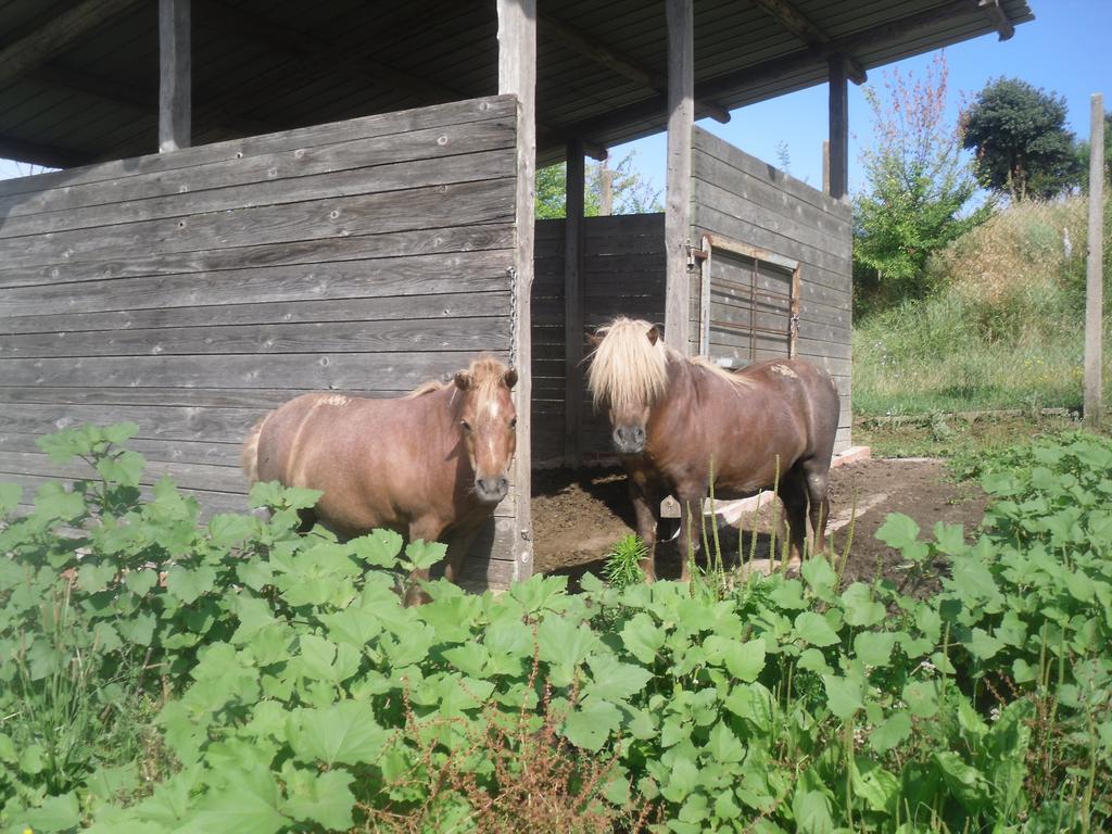 Agriturismo Fattoria Poggio Boalaio Orvieto Dış mekan fotoğraf