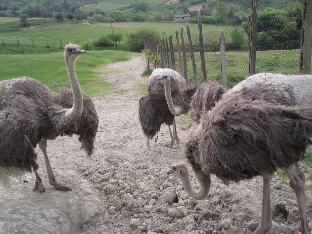 Agriturismo Fattoria Poggio Boalaio Orvieto Dış mekan fotoğraf