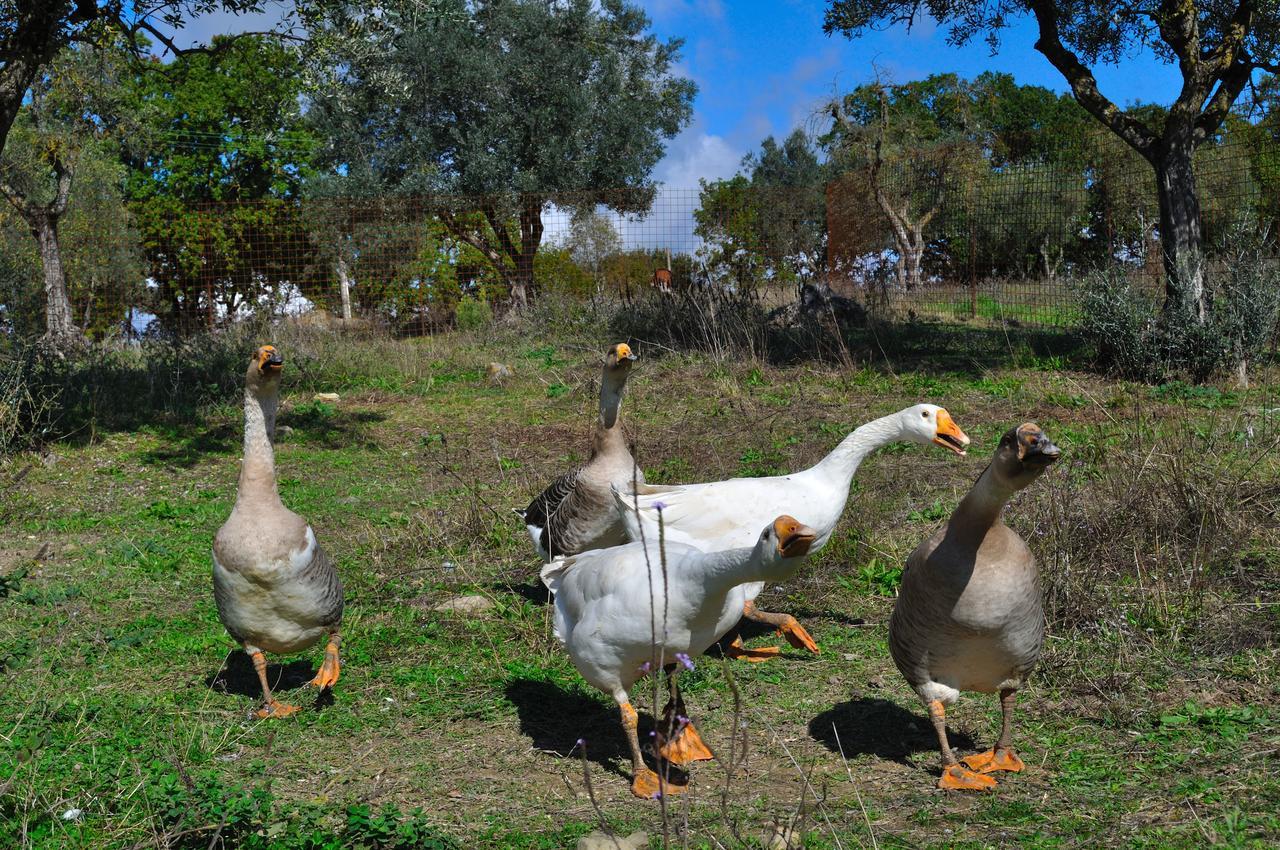 Agriturismo Fattoria Poggio Boalaio Orvieto Dış mekan fotoğraf